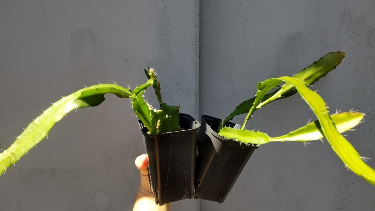 Amazon.co.jp: □2個セット□クジャクサボテン 2.5号Epiphyllum 品種